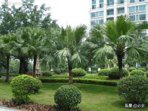 收藏丨園林綠化施工中苗木的管理技術