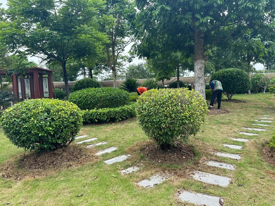 園林養(yǎng)護施工中#苗木種植基地 #園林綠化工程苗木人